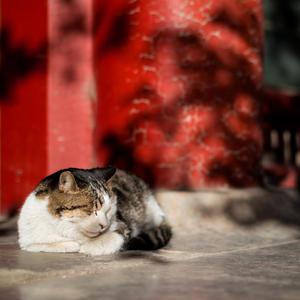 罗宾被发情小麋鹿肉到脱力
